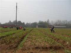 土壤養(yǎng)分速測儀的速測方法是什么？