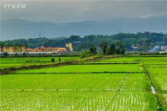 土壤水分速測儀調(diào)節(jié)土壤水分的方法？
